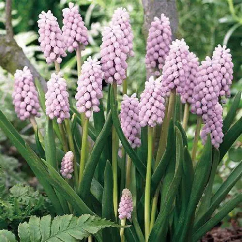 Muscari Pink Sunrise